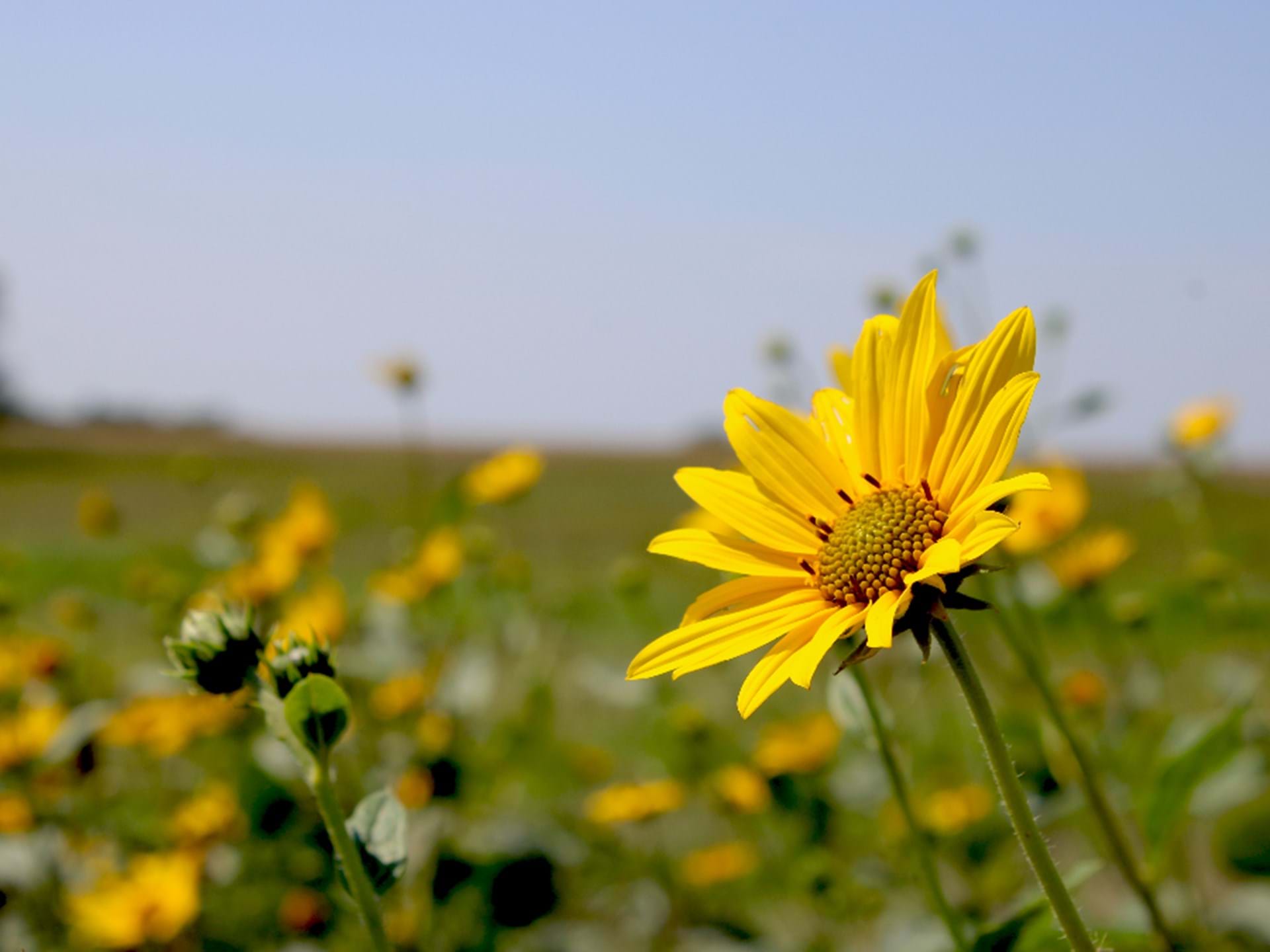 Enjoy beautiful wildflowers throughout the summer.