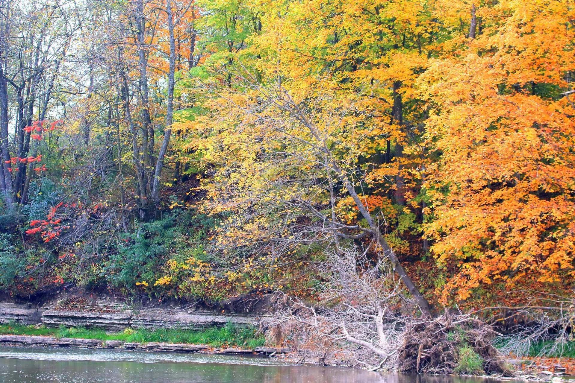 Some trees overlooking a river in prime fall coloring