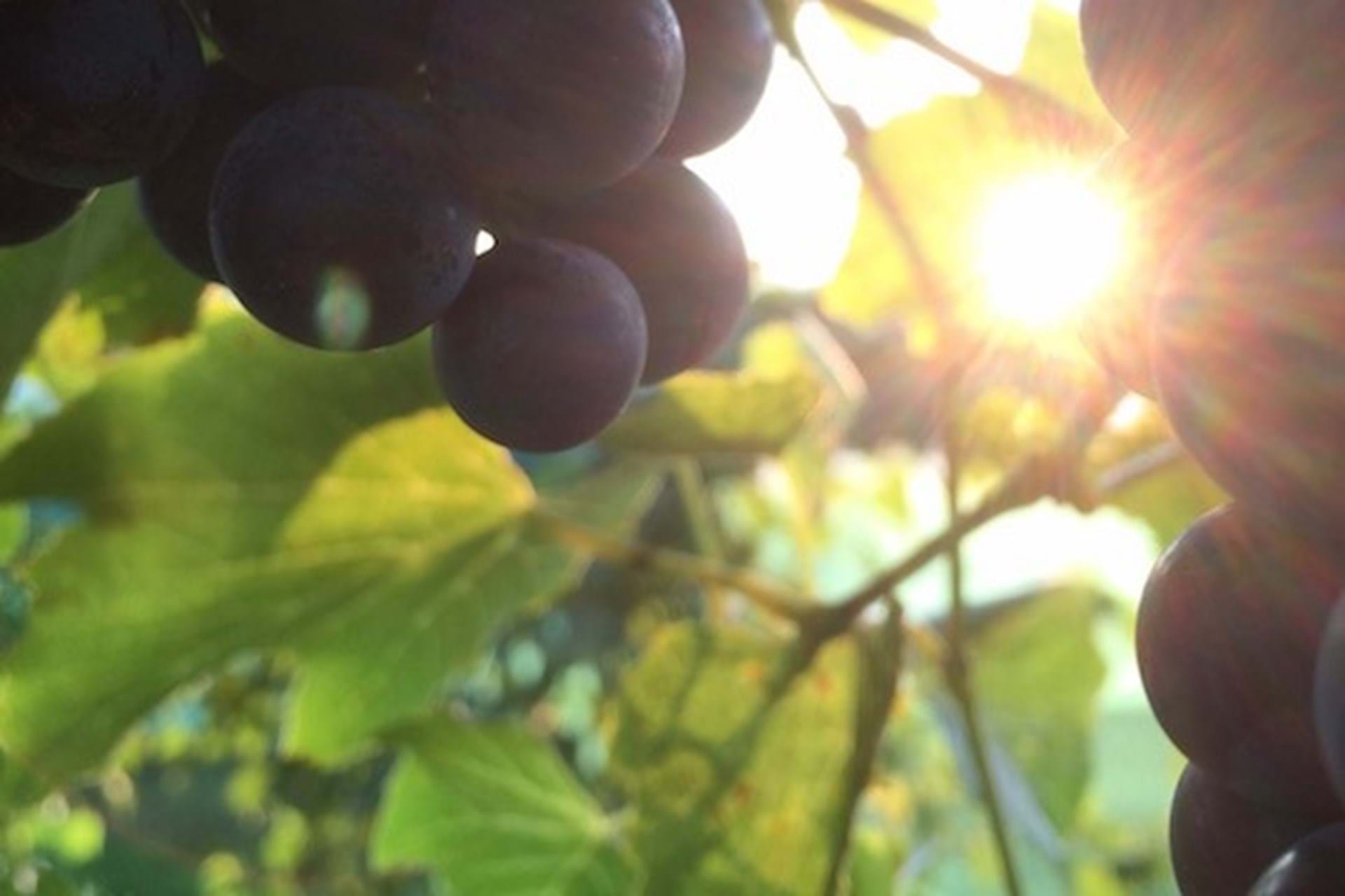Grapes in the Senior Vineyard