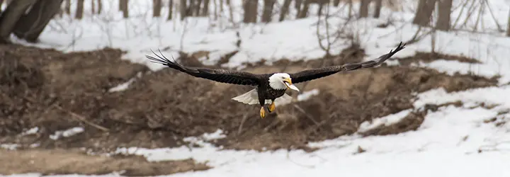 A bald eagle carries a fish in its beak above a wintry landscape. 