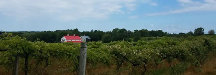 A large white barn with a red roof is barely visible above a canopy of green trees.