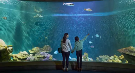 A mother and daughter stand before a giant glowing fish tank where colorful fish swim among corals.