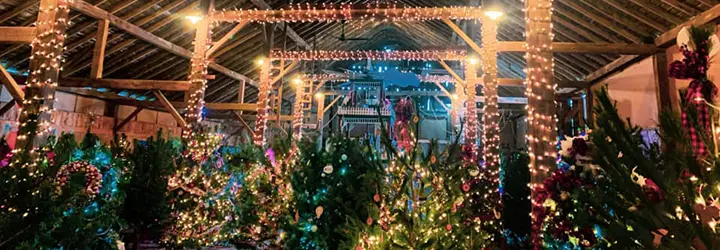 A building with high wooden beams is filled with glowing Christmas trees.