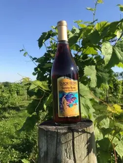 A bottle of wine sits on a wooden post in a green vineyard