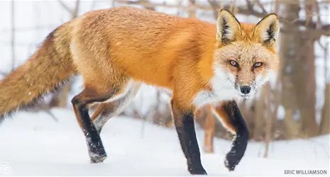 A bright red fox treks through a snow-covered ground and stares at the camera. 