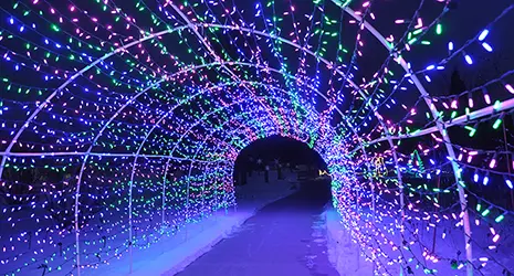 A tunnel is created with a extending arch filled with green, pink and purple Christmas lights.