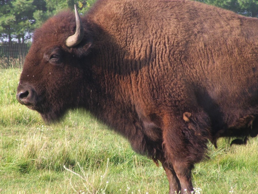 Buffalo Bill Cody Trail