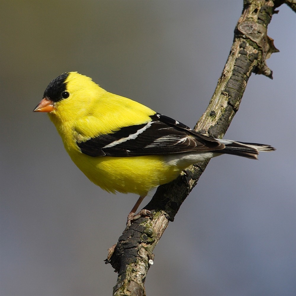 State Bird of Iowa: Eastern Goldfinch