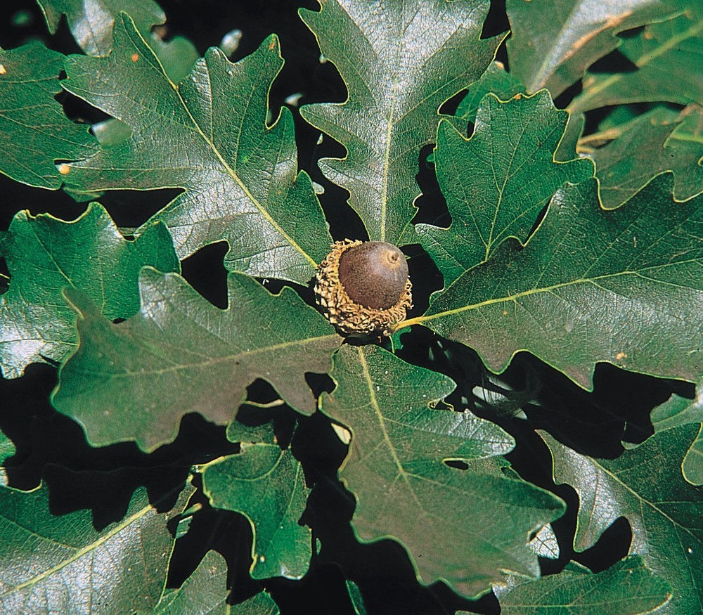 State Tree of Iowa: Oak