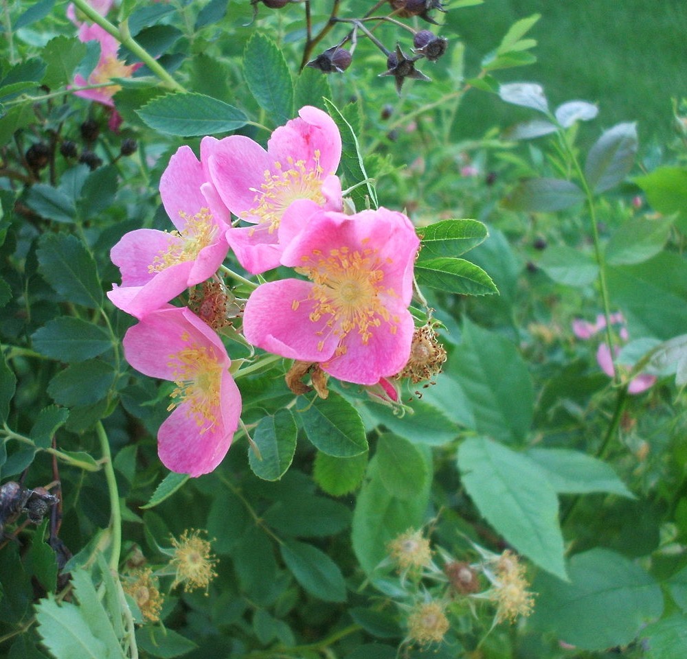 State Flower of Iowa: Wild Rose