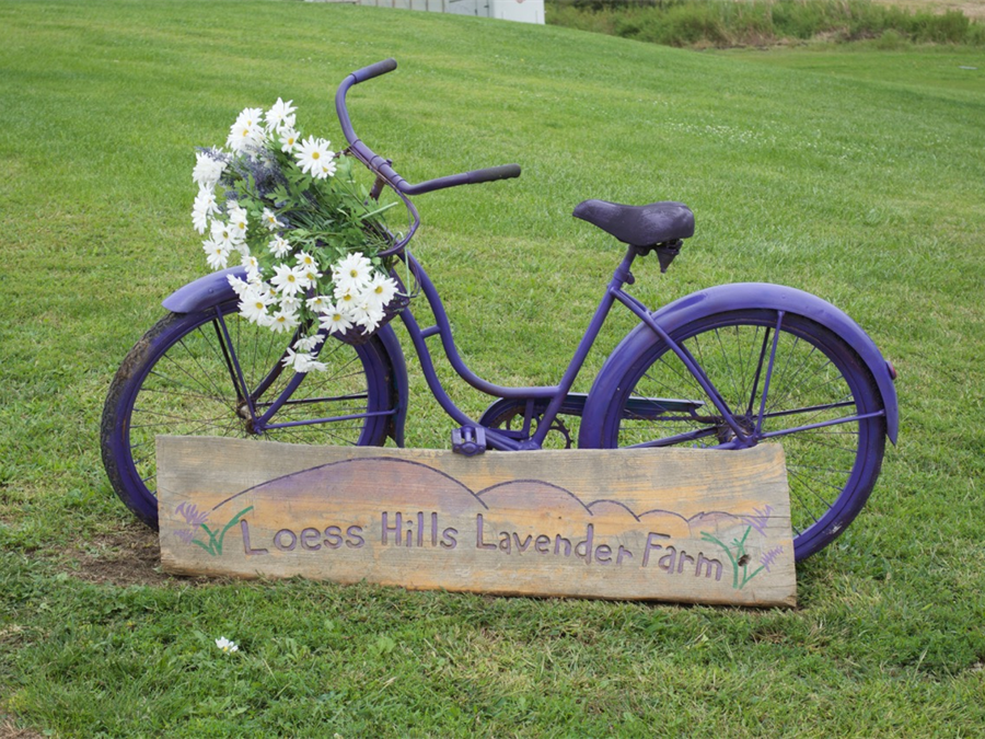 Loess Hills Lavender Farm, Missouri Valley, Iowa