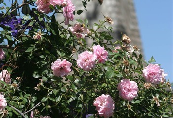 Arboretums & Botanical Gardens: Heritage Rose Garden, Gray Iowa