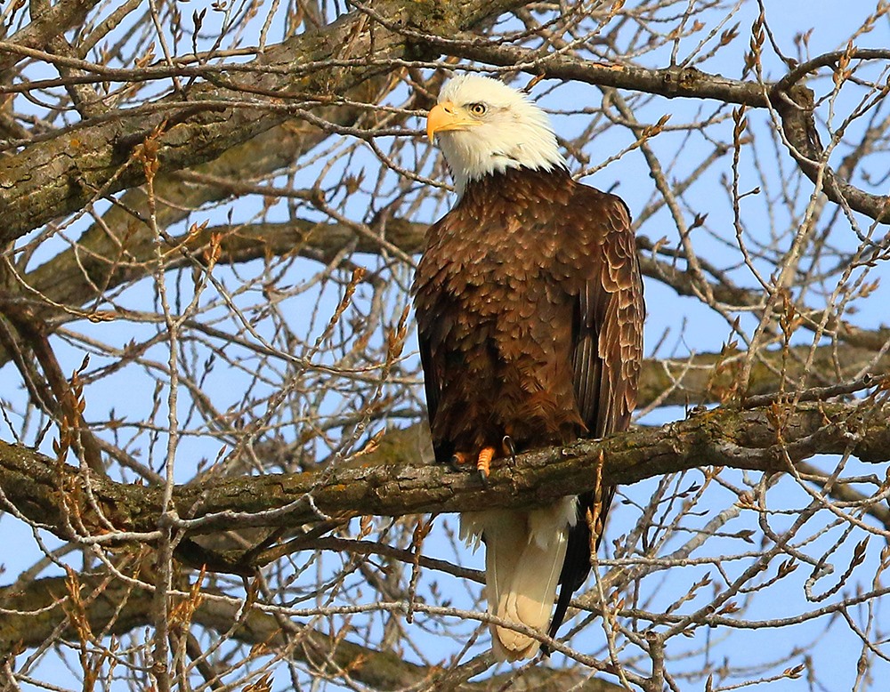 Bald Eagle in Iowa: Photo by Larry Reis