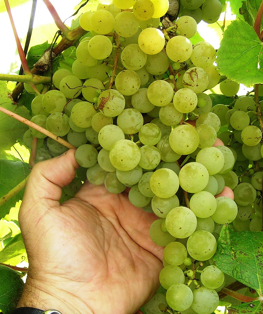 Host an Iowa Wine Tasting