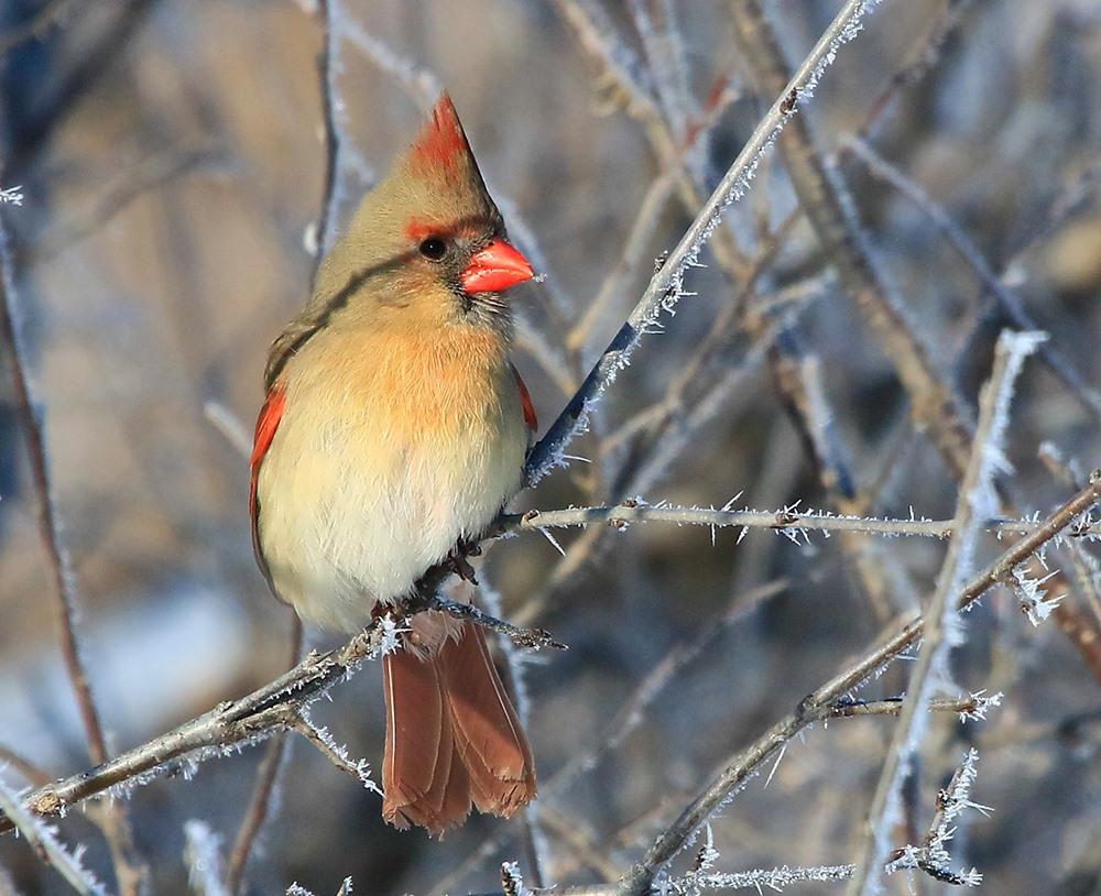 Female Northern Cardinal, Photo by Larry Reis