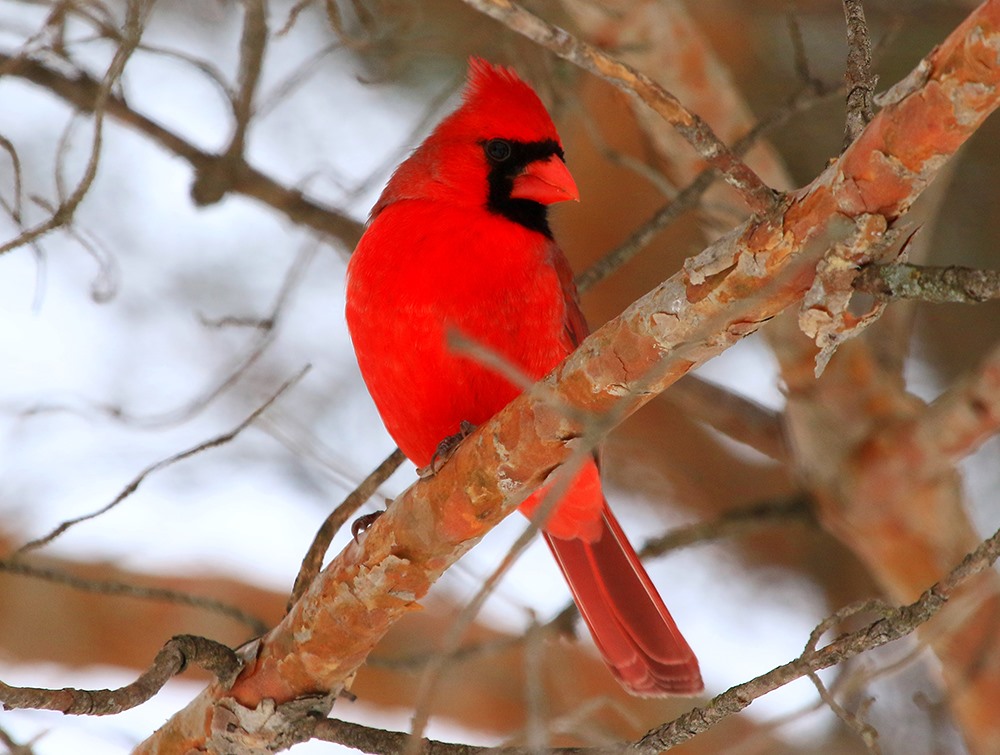 Male Northern Cardinal, Photo by Larry Reis