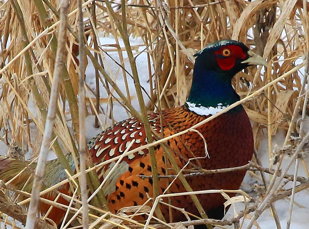 Ring-Necked Pheasant Rooster, Photo by Larry Reis