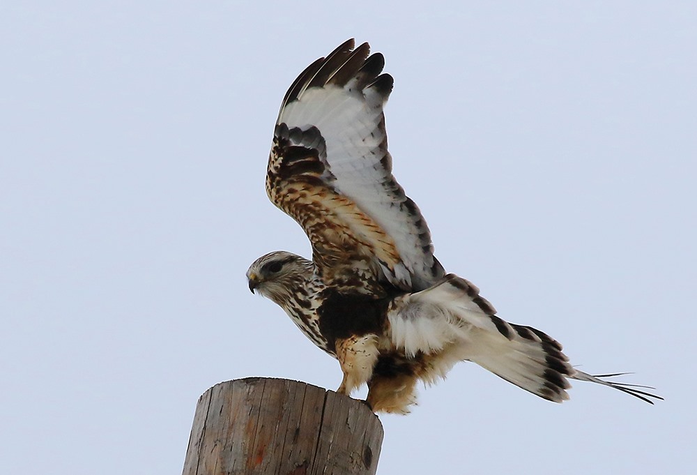 Rough-Legged Hawk, Photo by Larry Reis