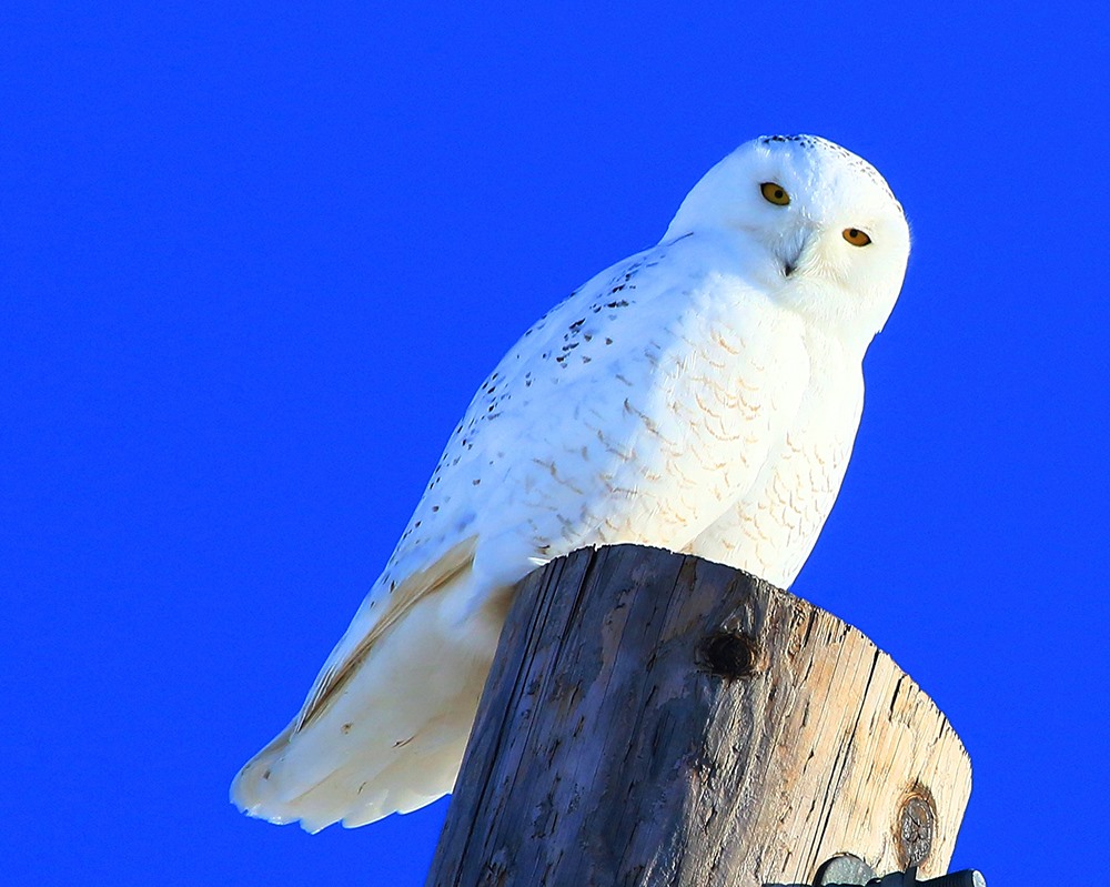 Snowy Owl, Photo by Larry Reis