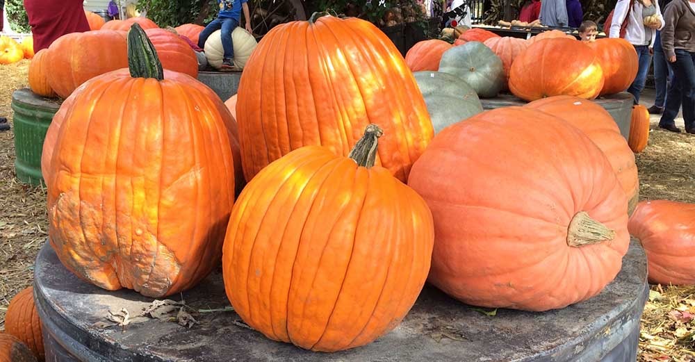 pumpkin patches for fall fun fall fun