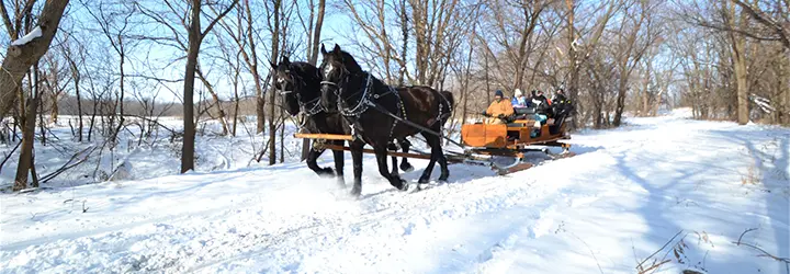 Two brown horses pull a sleigh through a wooded forest trail. 