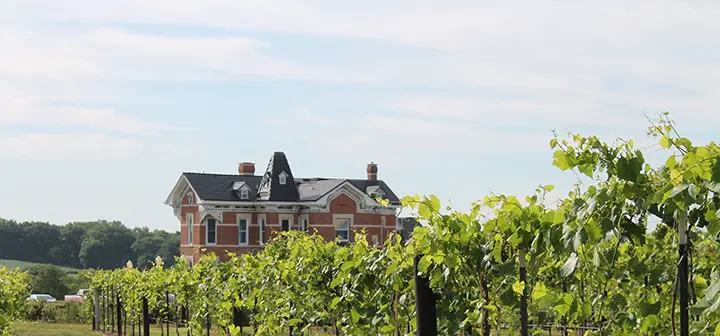 A view from afar of Buchanan House Winery with a field of grape vines partially obstructing the view
