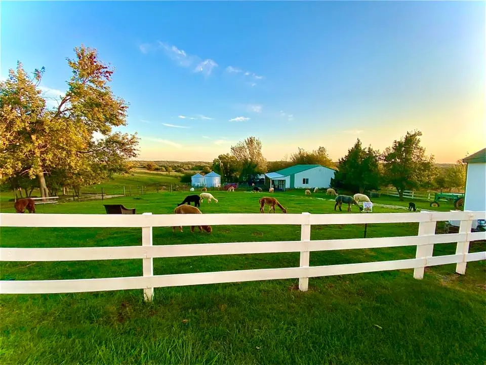 A group of alpacas graze in a fenced-in green field.