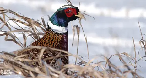 A blue-headed pheasant peeks above dried grasses in a snow covered landscape.