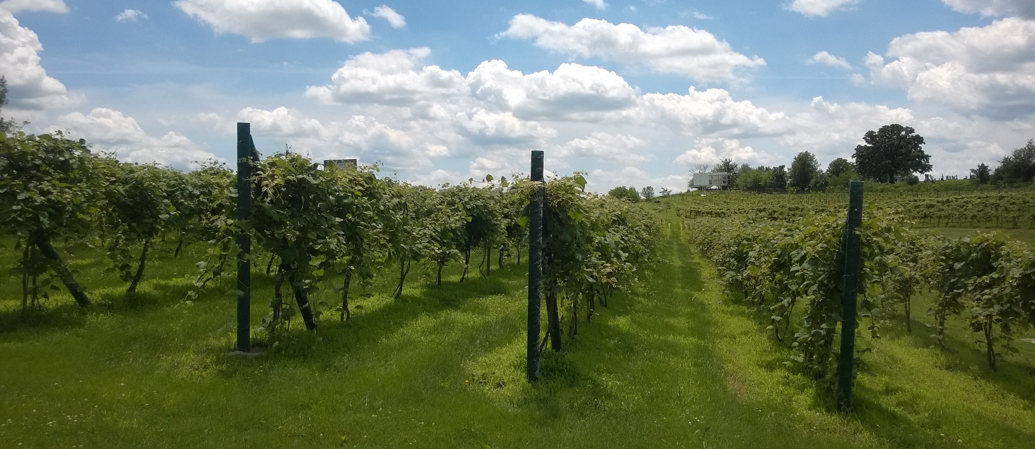 A green vineyard under a bright blue, cloud-filled sky.
