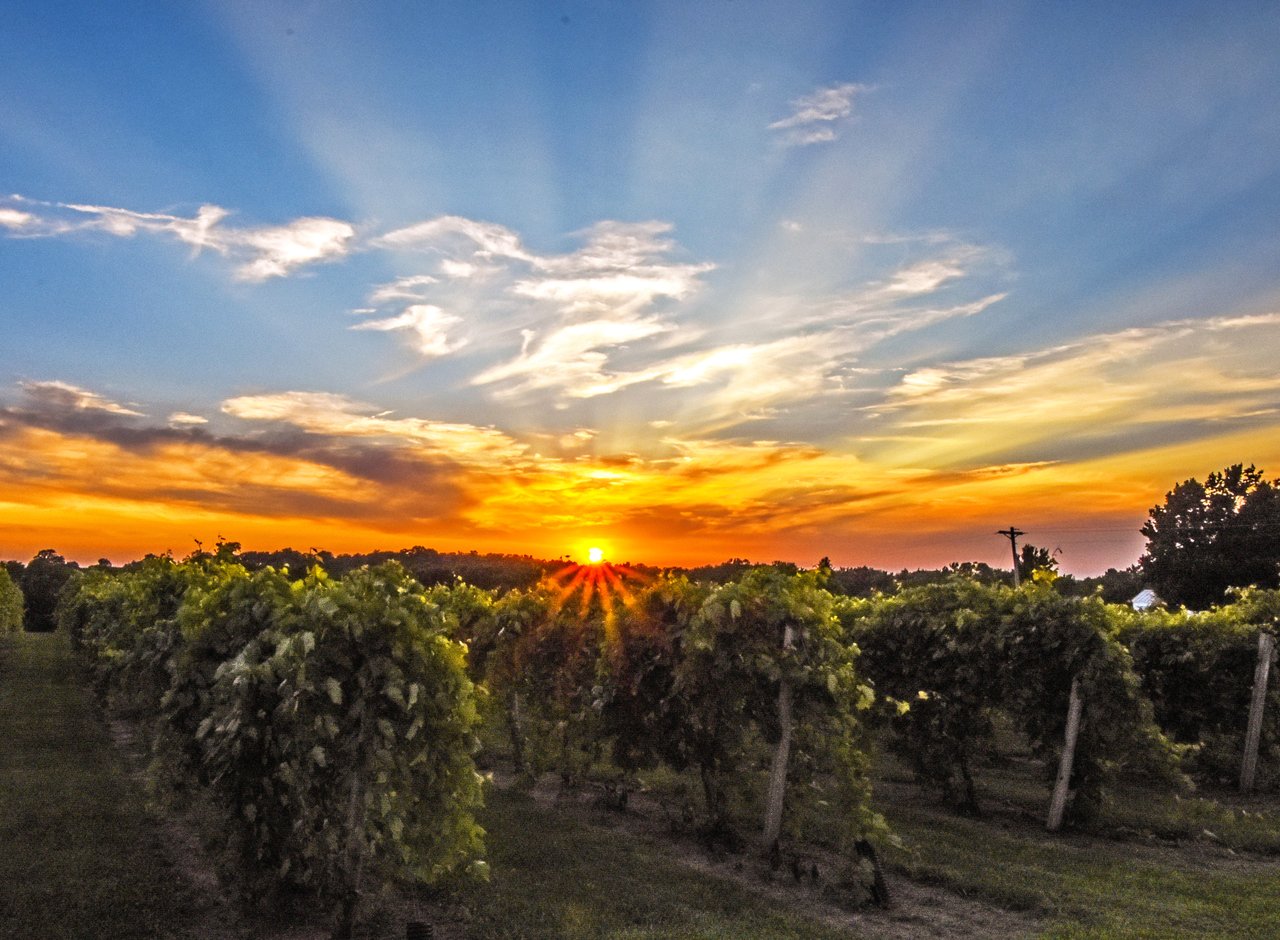 The Cellar Winery, Madrid