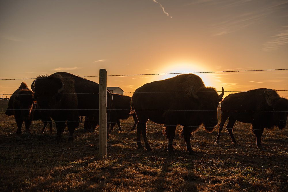 Bare Bison Ranch