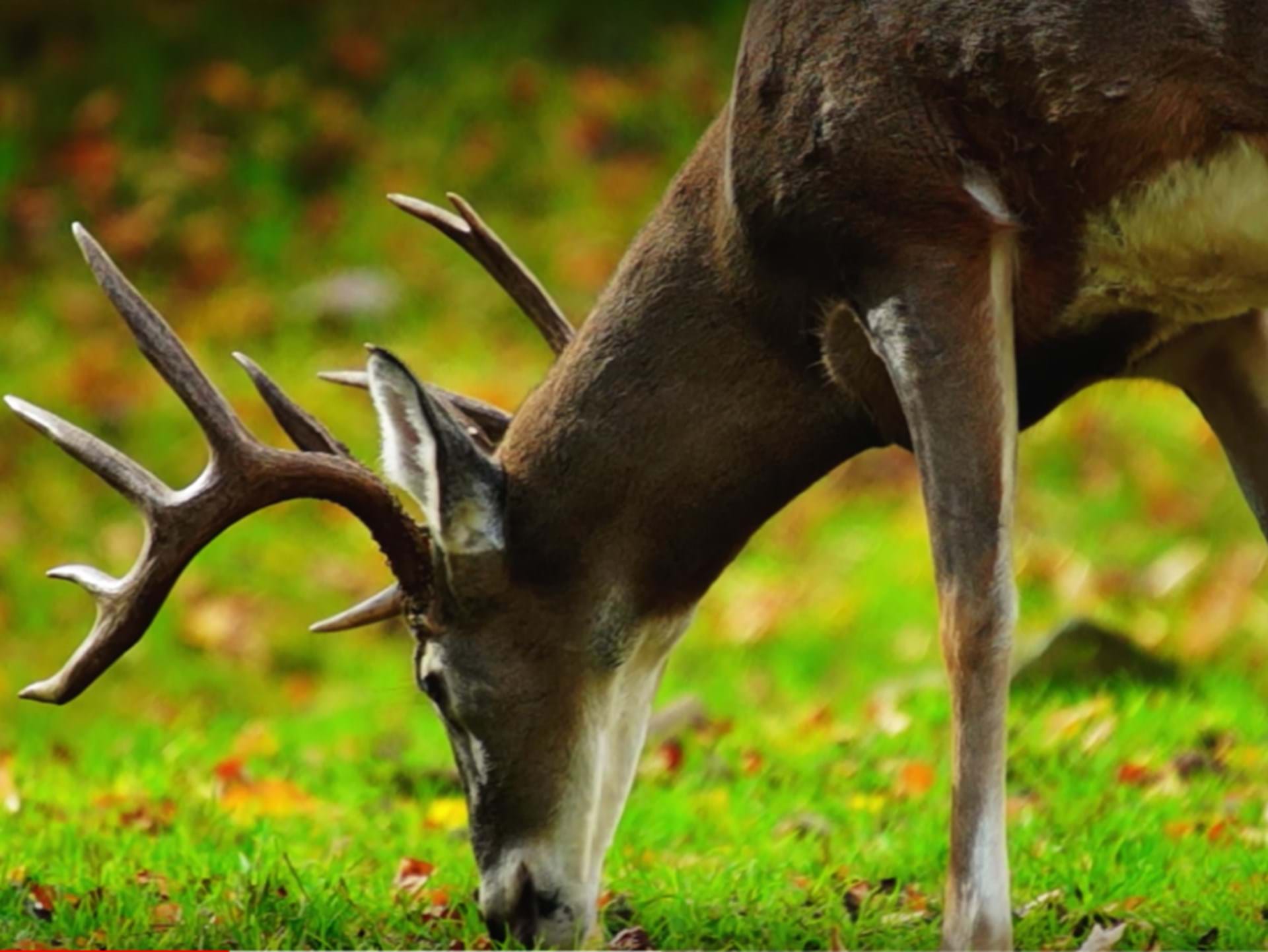 Appanoose County was named one of the top hunting destinations in the U.S.