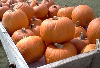 Pumpkins Galore