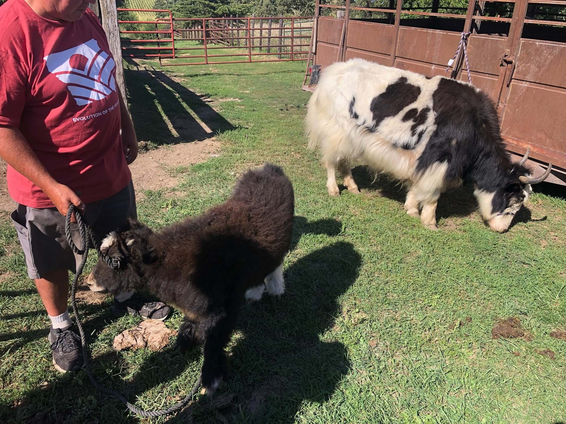 Yakety Yak! Don't talk back on the Niche Farm Tour