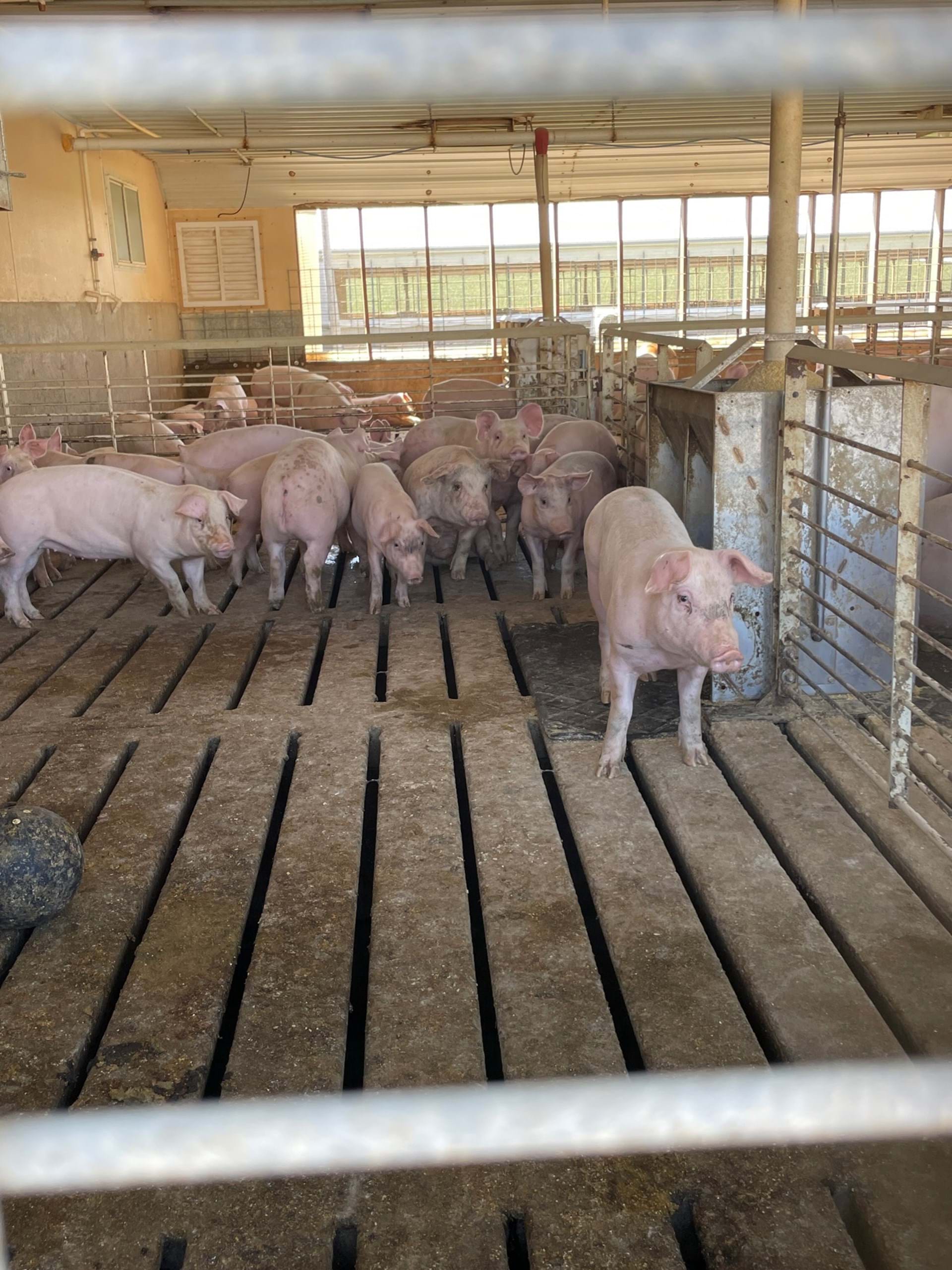 This little piggy went to market! Visit the pigs on the Swine Tour!