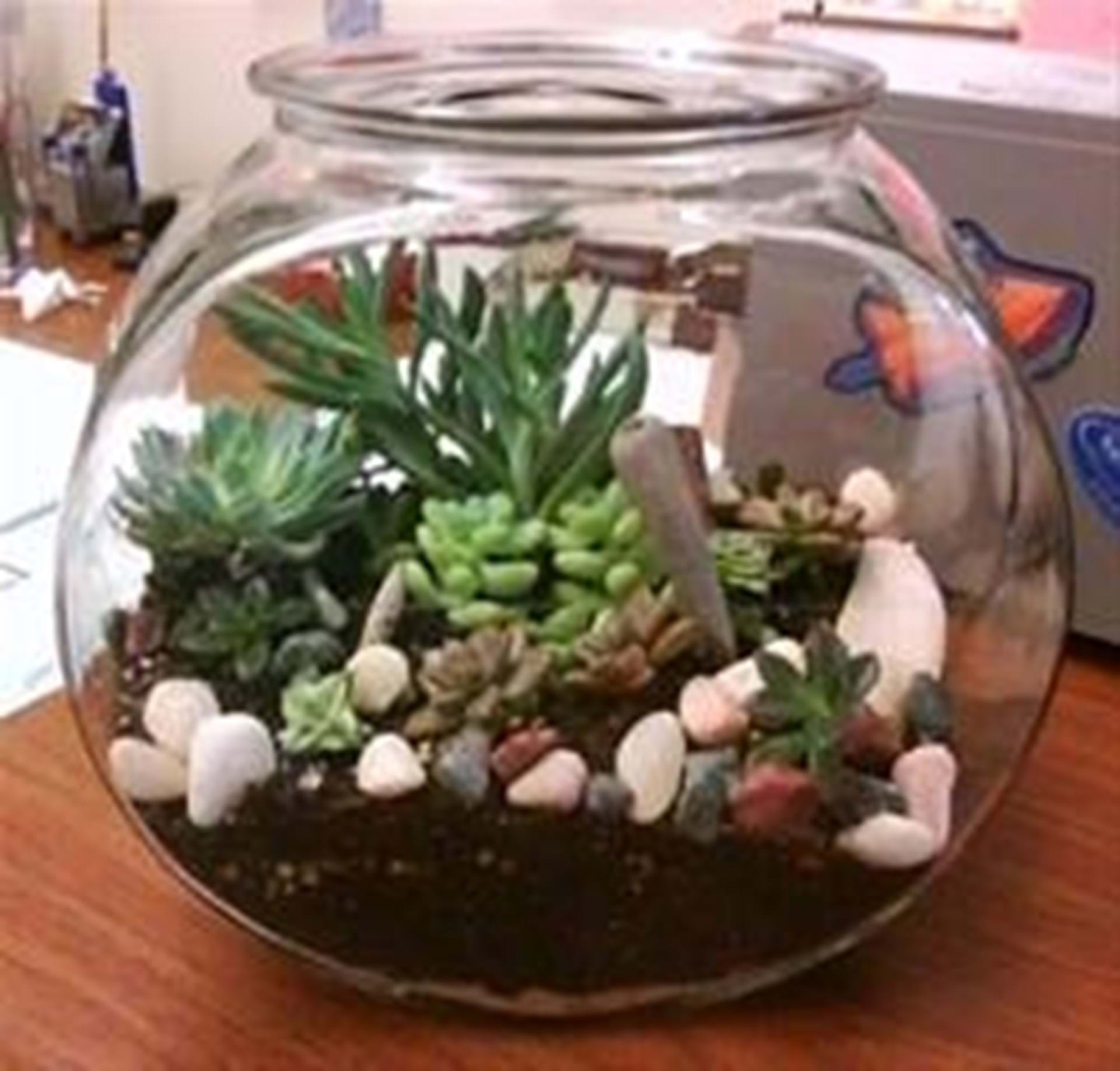 Terrarium in a fish bowl