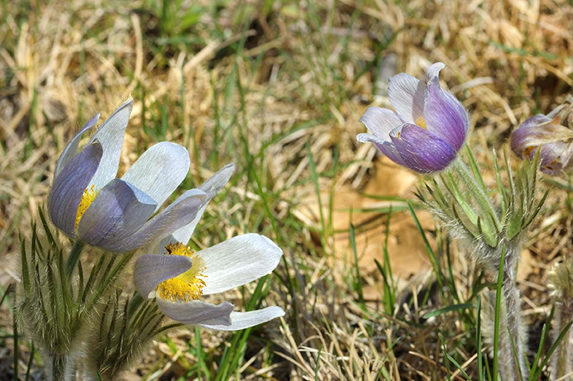 Crocus in bloom