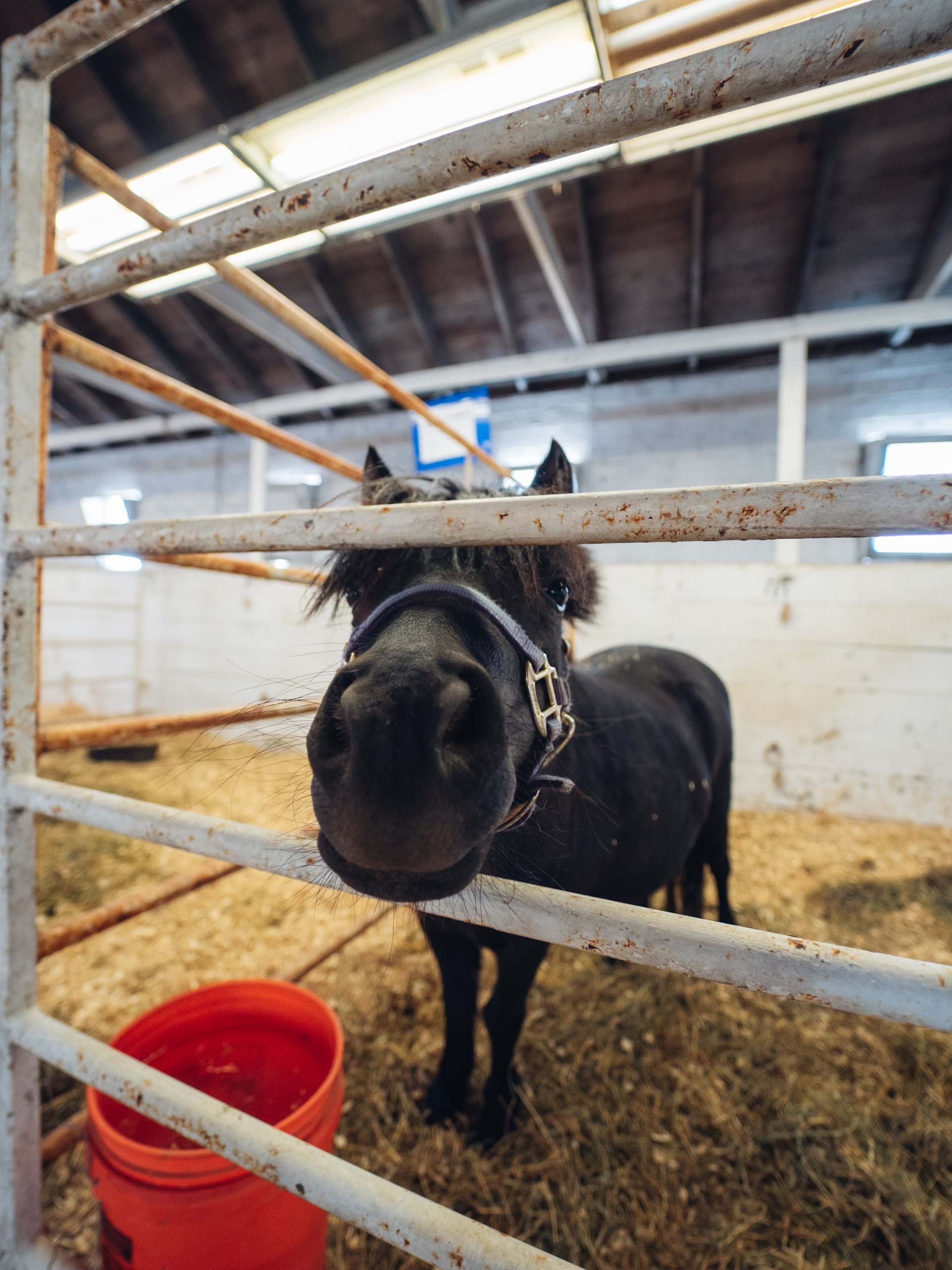 National Cattle Congress Fair | Waterloo, Iowa | Travel Iowa