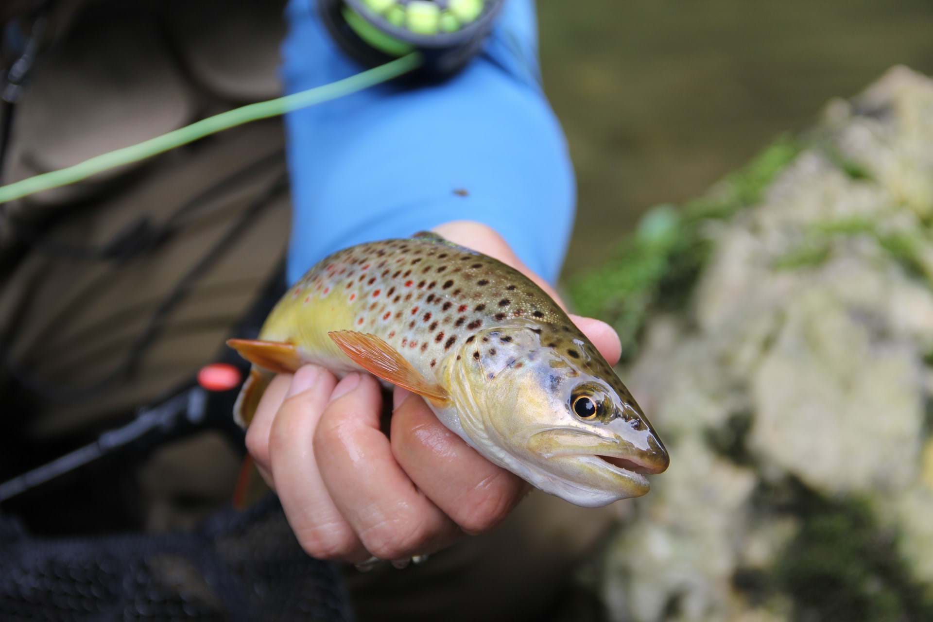 Brown Trout