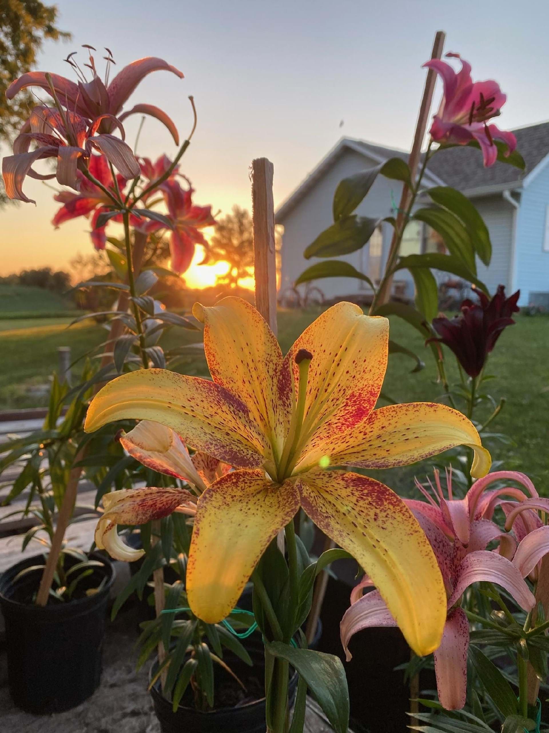 Sunset and Lilies by Vanessa