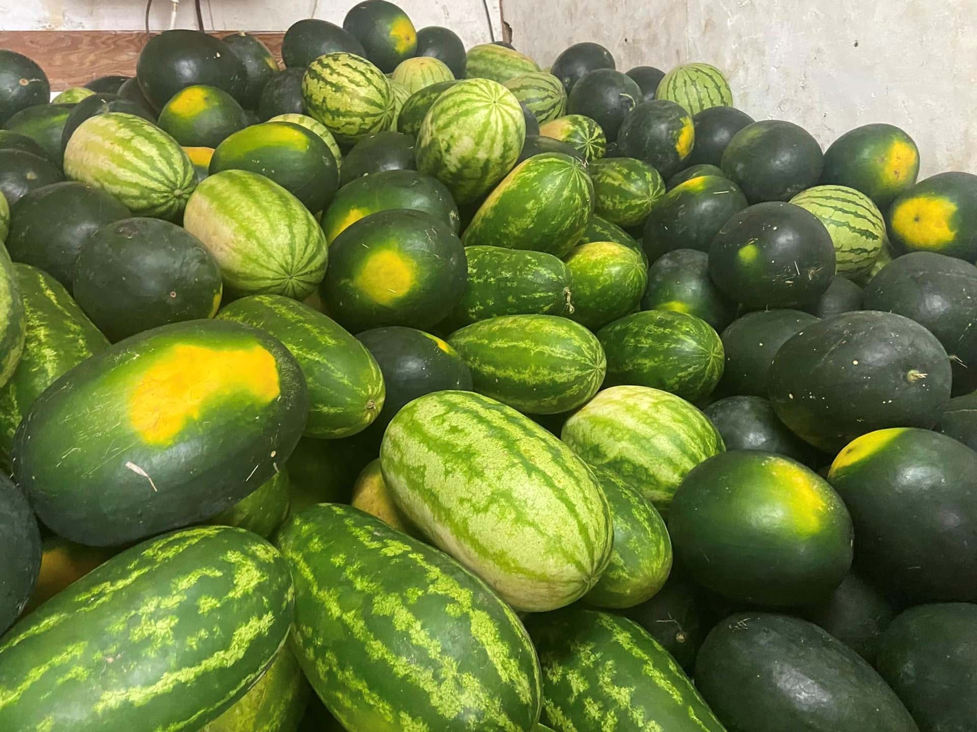 9 ton of free watermelon