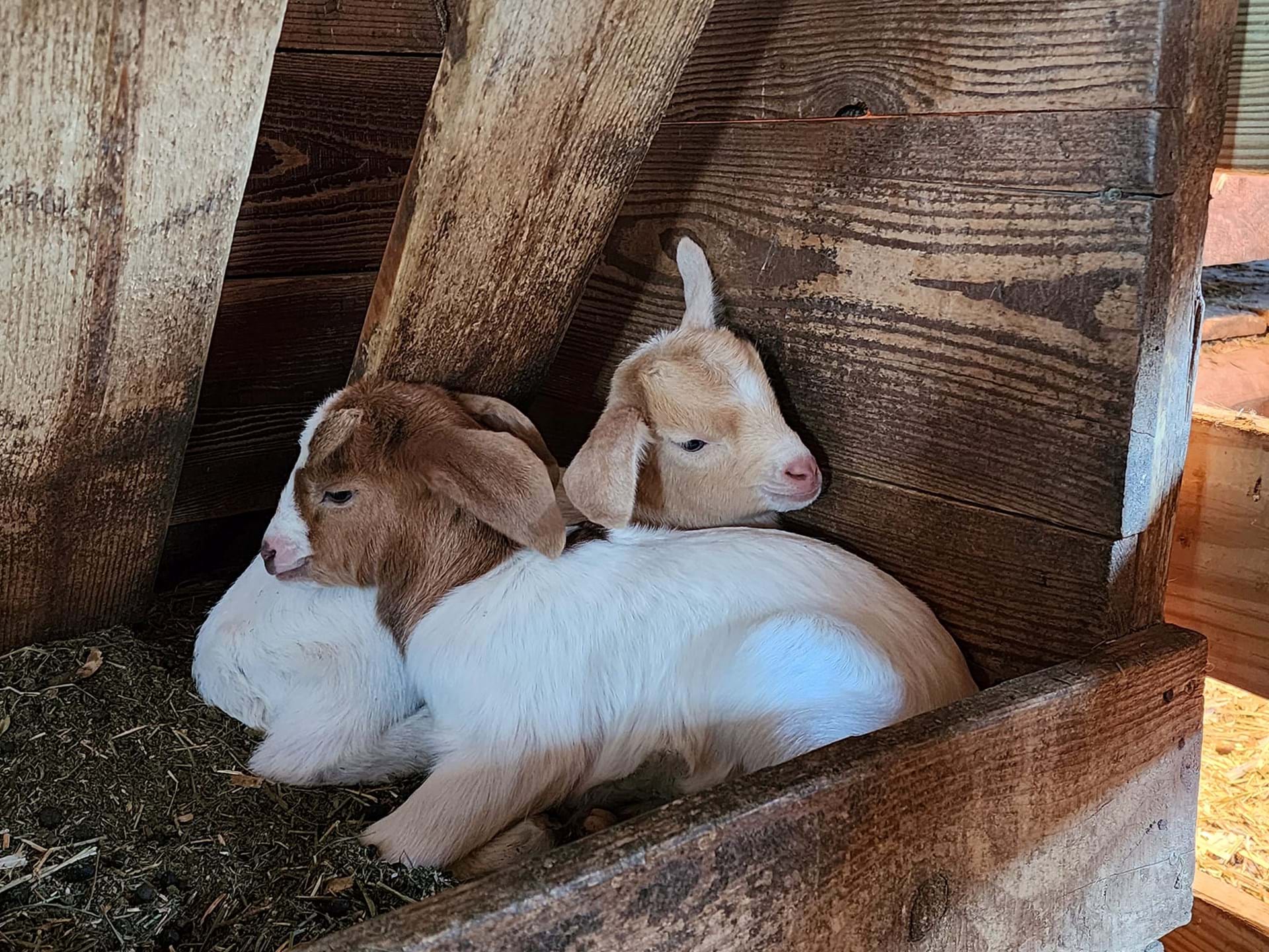 Petting Zoo