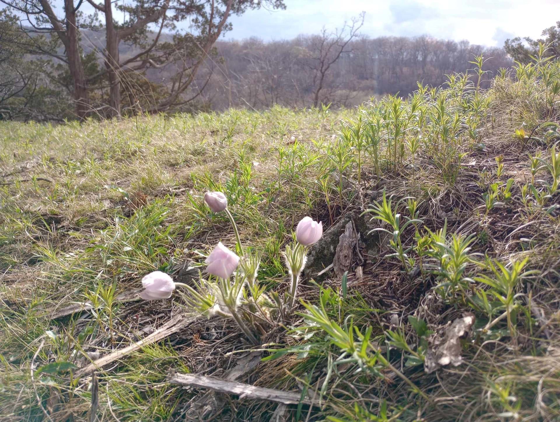 Pasque Flowers on ridge