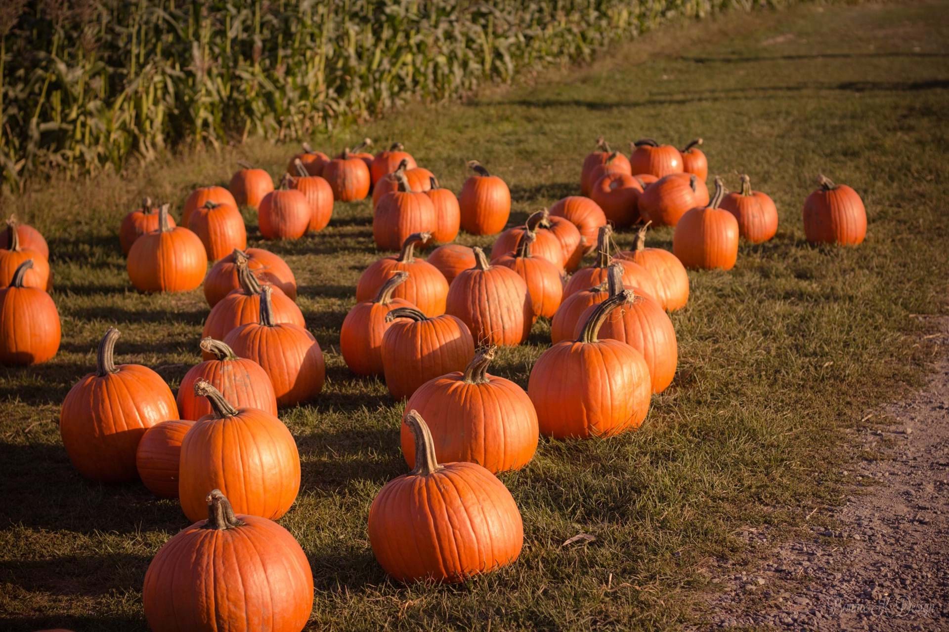 U-Pick Pumpkin Patch