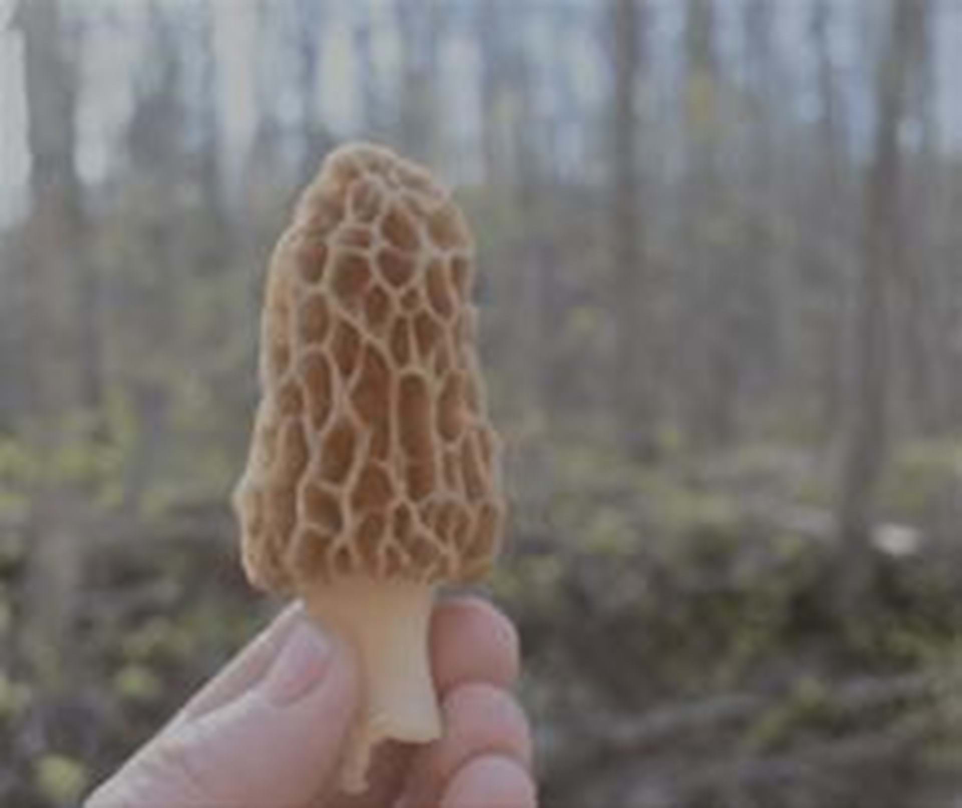 Morel Mushroom