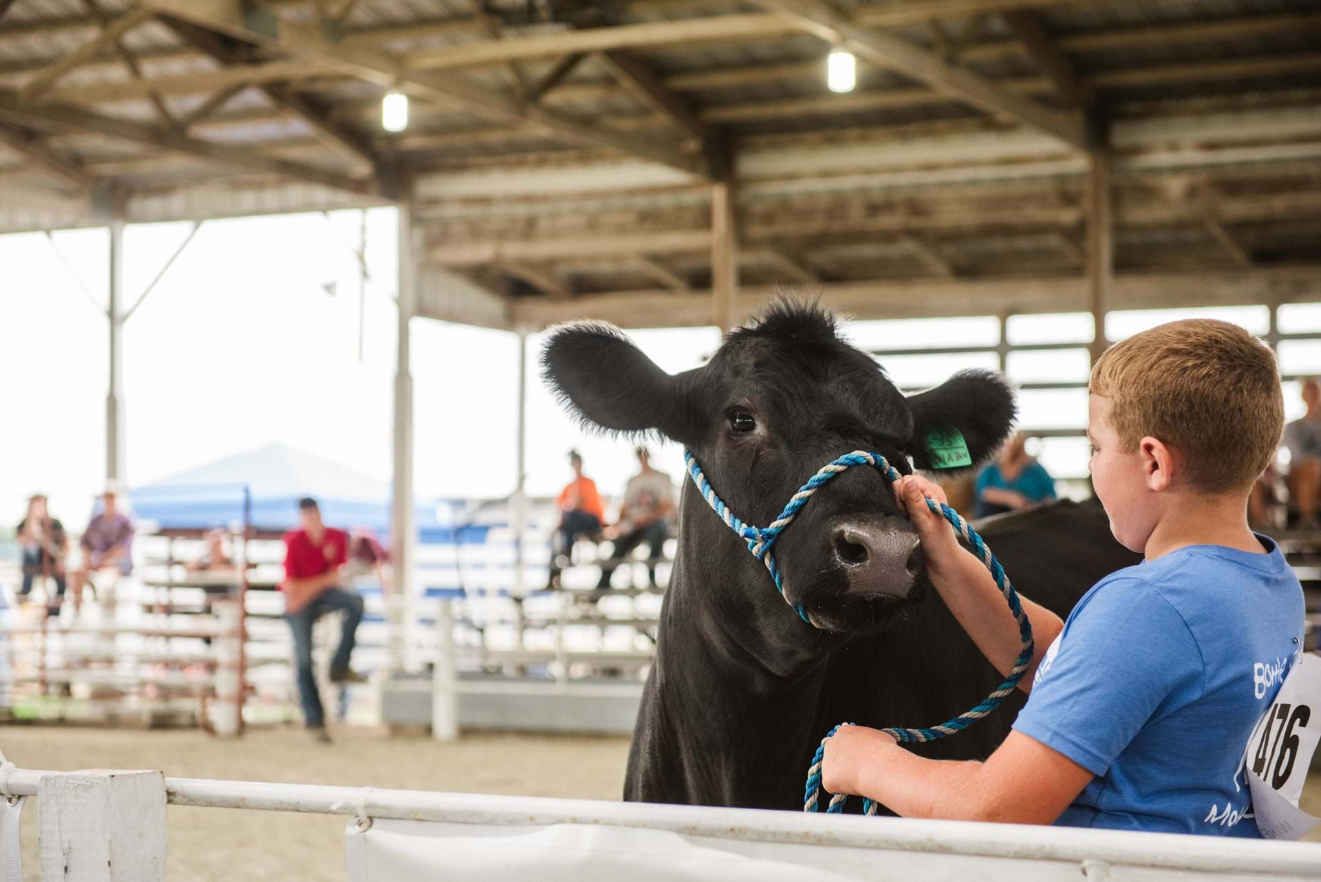 Showing a bottle calf at the Madison County Fair
