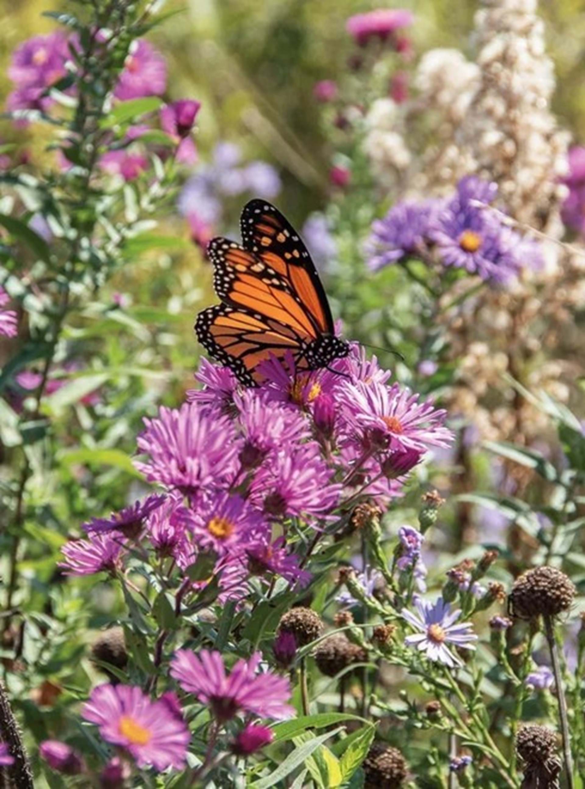 Monarch Gathering 