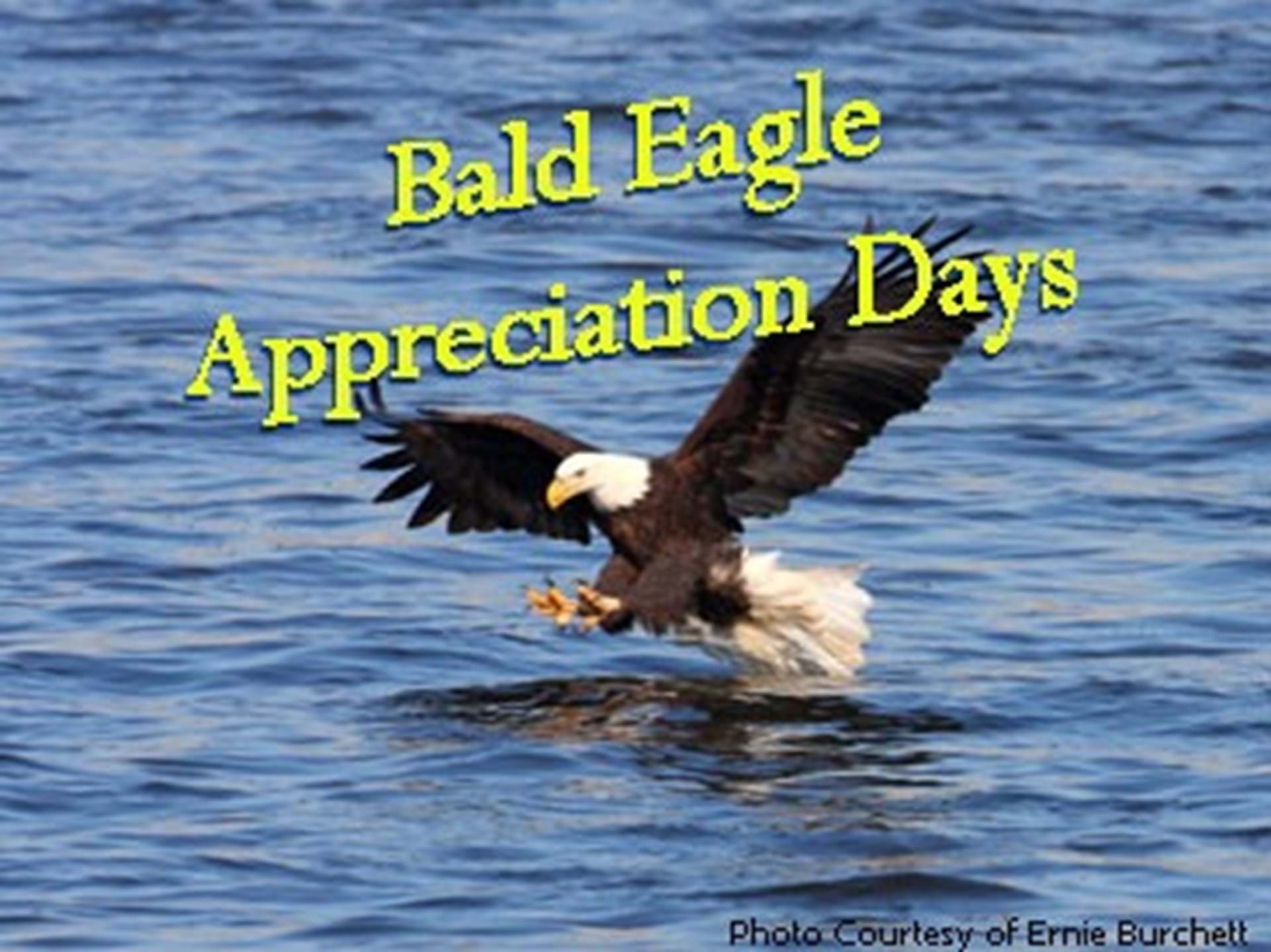 Bald Eagle Appreciation Days in Keokuk, Iowa!
