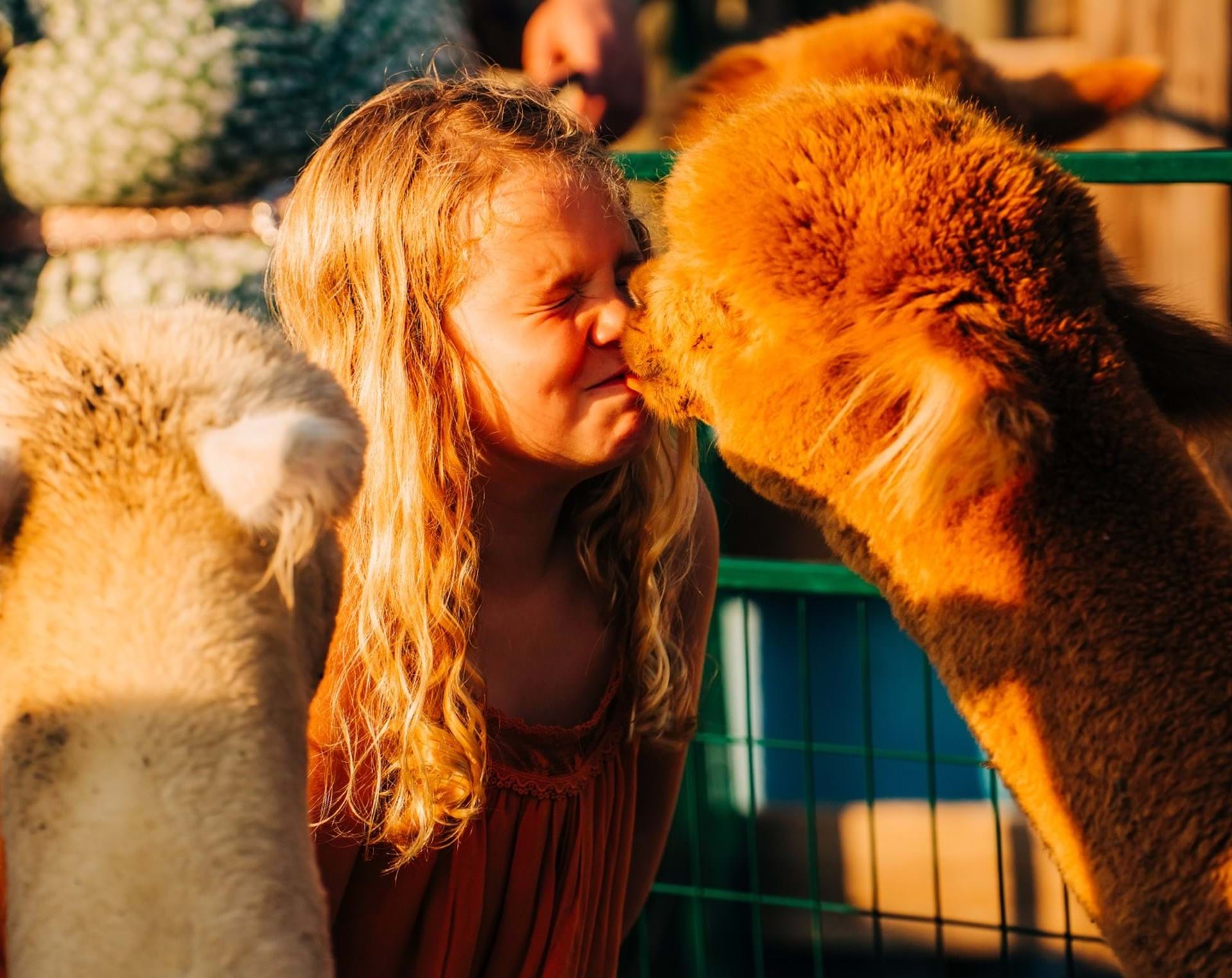 Go Wild with Animal Adventures