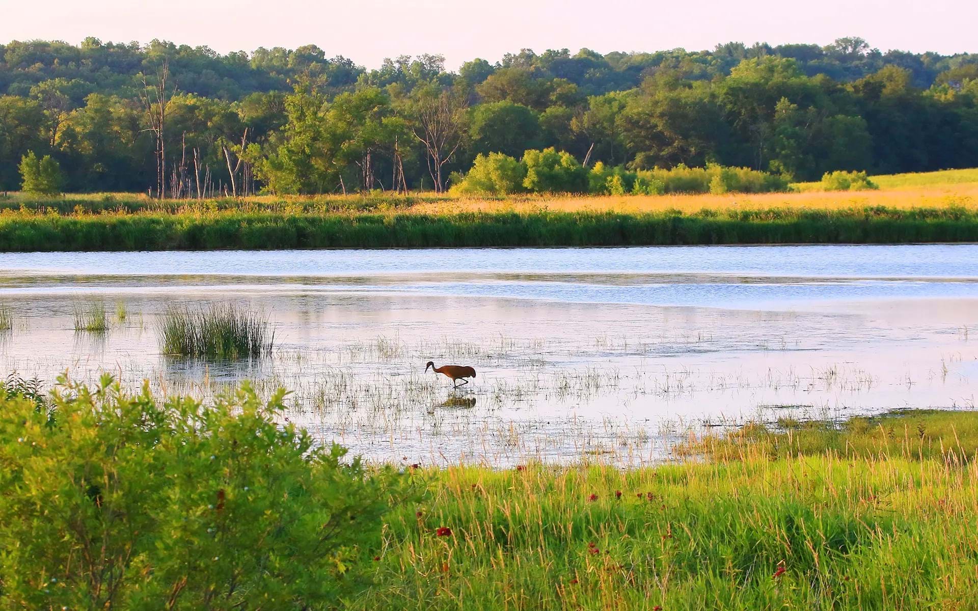 A Beginner's Guide to Birding in Iowa
